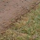 №65, Анжела Жужа, Евпатория №65, Анжела Жужа, Евпатория