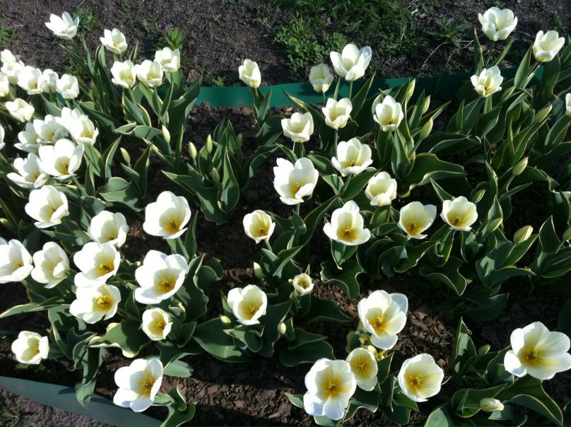 №25, Just Love, 2.6 №25, Just Love, 2.6