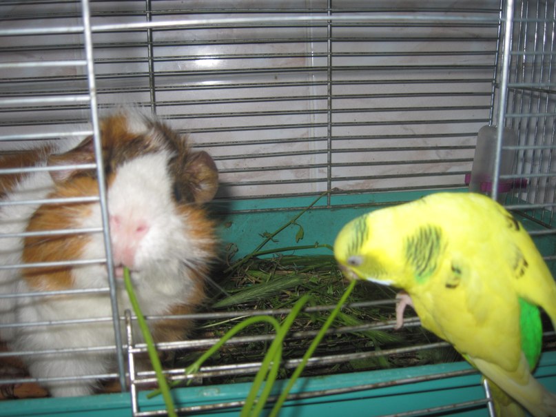 Анастасия Романова | Мелитополь