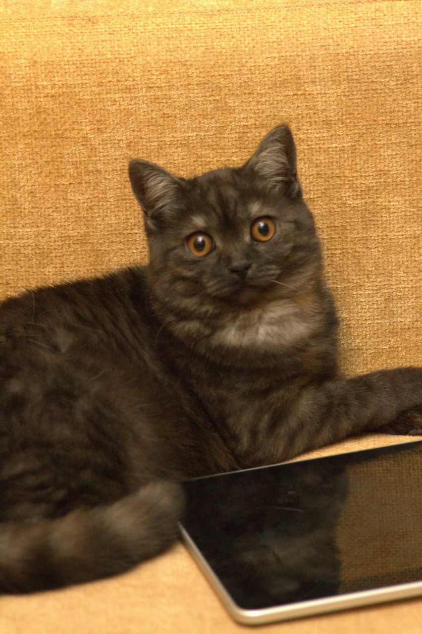 Виктория Осипова | Санкт-Петербург