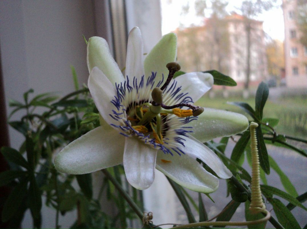 Елена Шарова | Санкт-Петербург