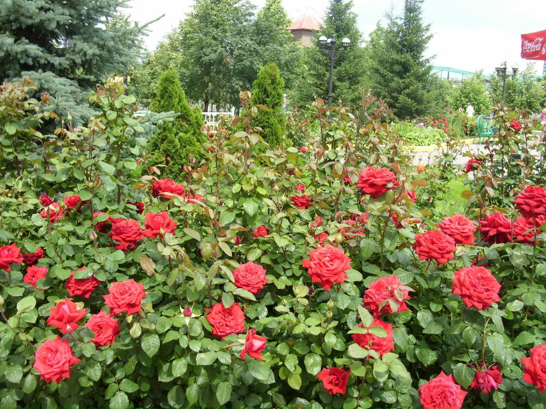 Роза Кадулина | Челябинск