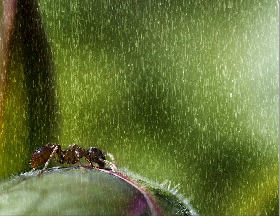 Sergiusz Waśko | Rybnik