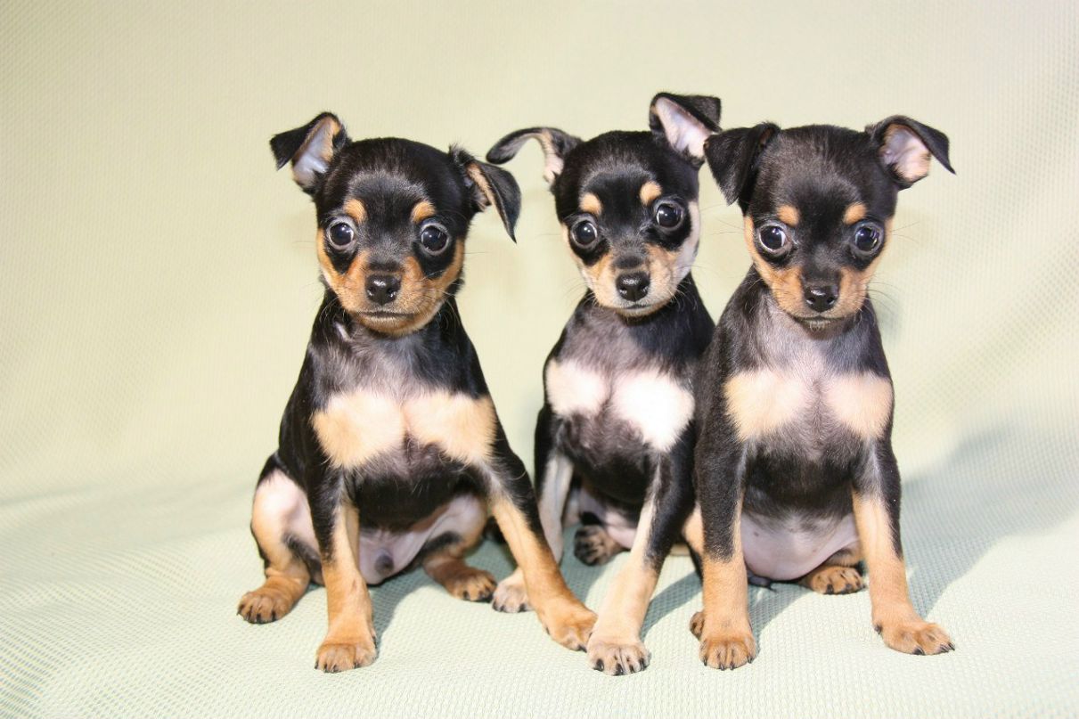 Константин Лапшин | Санкт-Петербург