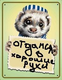 Тарас Чекевдя | Санкт-Петербург