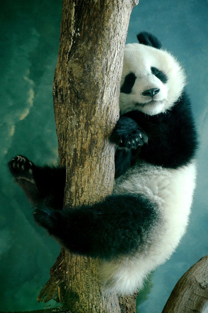 Светлана Антонова | Москва