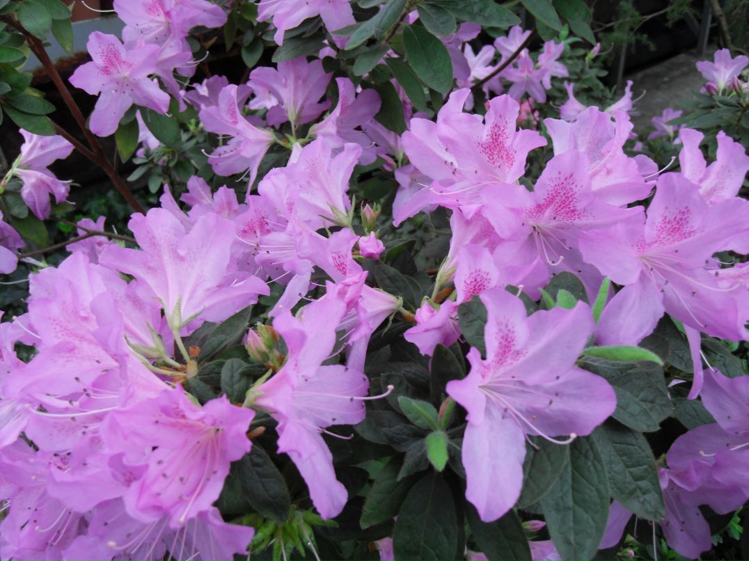 Ирина Прошкина | Санкт-Петербург