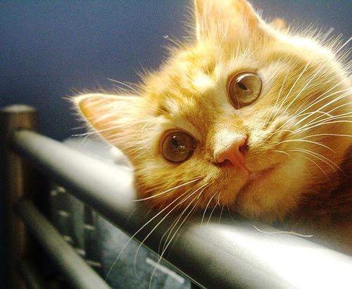 Сергей Журкин | Вапнярка