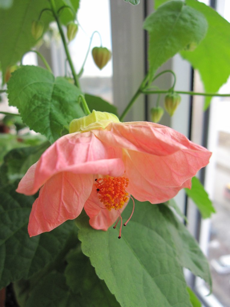 Светлана Серб | Санкт-Петербург