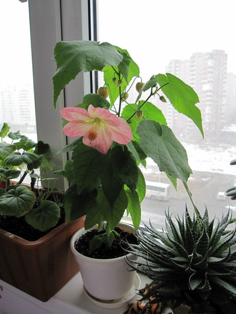 Светлана Серб | Санкт-Петербург