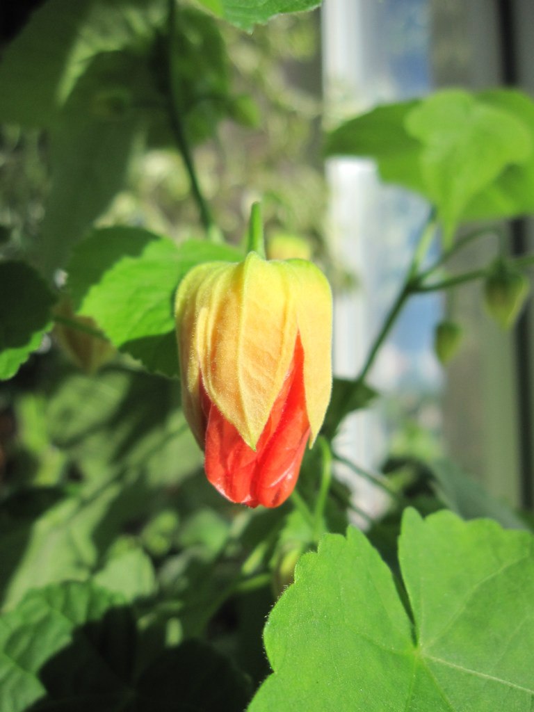 Светлана Серб | Санкт-Петербург