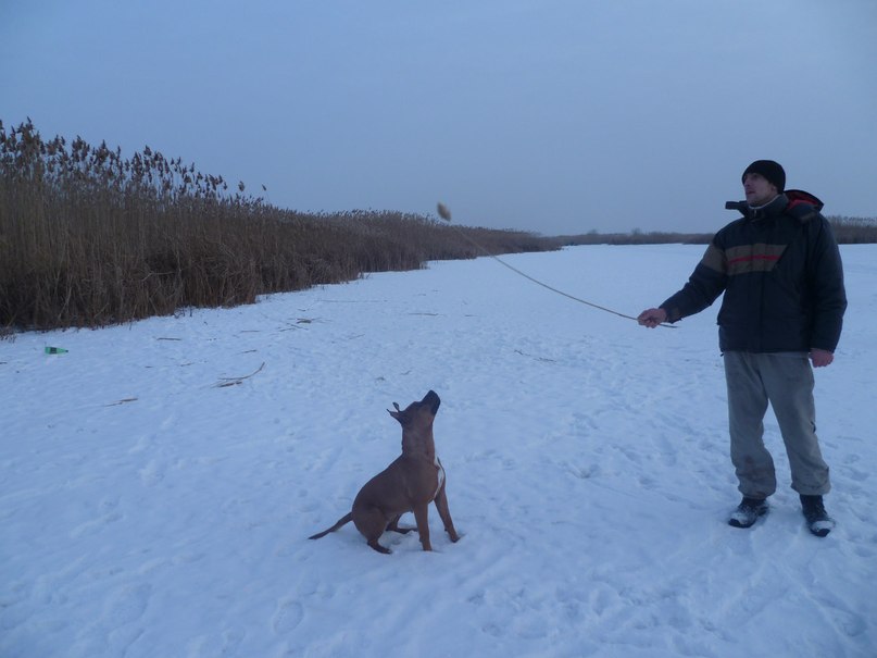 Станислав Сурков | Днепр (Днепропетровск)