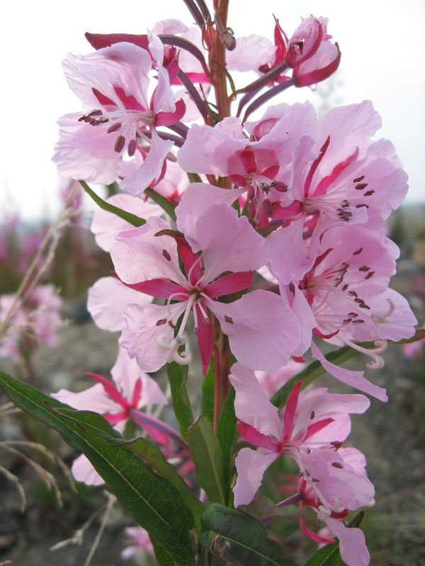 Надежда Докусова | Тихвин