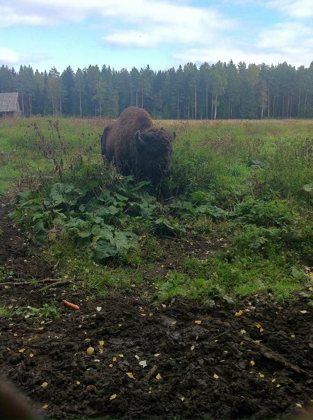 №133, Татьяна Цирульник, Санкт-Петербург №133, Татьяна Цирульник, Санкт-Петербург