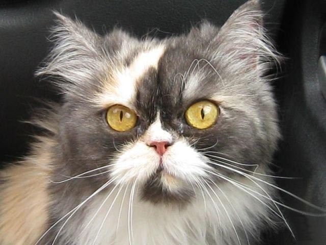 Александра Якушева | Тольятти