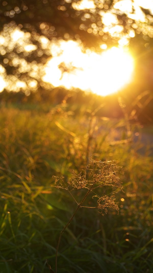 Таня Лифшиц | 