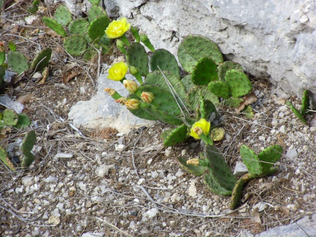 Инна Златкус | Несвиж