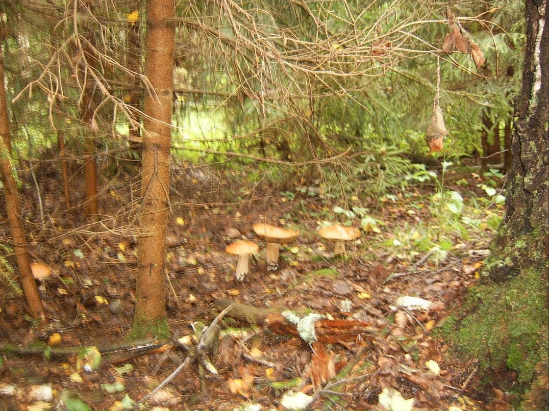 Жанна Шокун | Санкт-Петербург