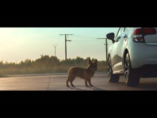 Citron - Dog Stretching - TV