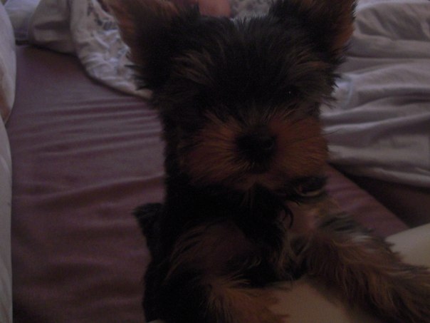 Данил Абрамов, Россия, Новокузнецк