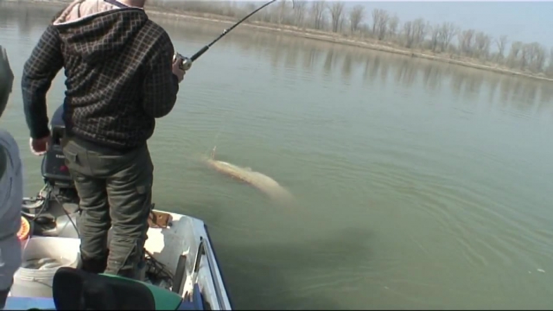 CATFISH YURI GRISENDI FIGHT A MONSTER OVER 100 KG by CATFISHING WORLDCatfish World by Yuri