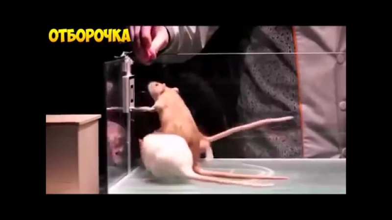 АНАЛЬНЫЕ ИГРЫ ШОК СМОТРИ Лучшие Приколы 2016, 4 The Best Funny