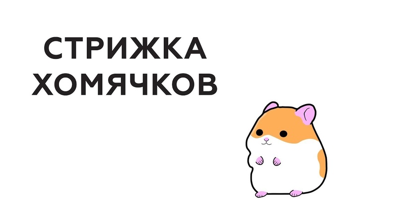 Приложение хомяк крипта. Стригут хомяка. Подстриженный хомяк. Хомяки в трейдинге.