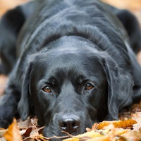 Ира Петрова