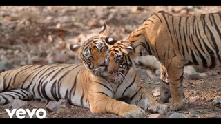 Mere Desh Ki Zameen (India’s WILD ANTHEM)