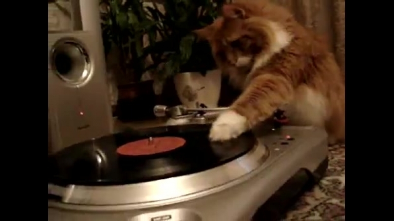 кот диджей DJ Ko To