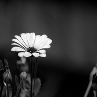 Маргарита Соколова