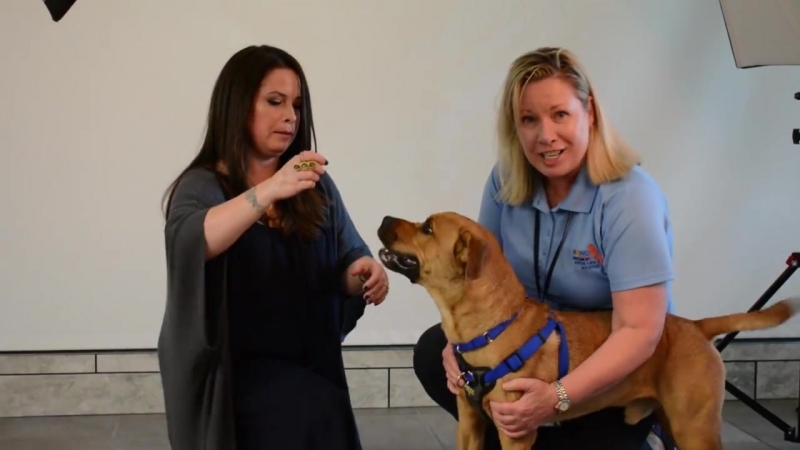 Broward County Animal Care and Adoption Center Promotional Campaign