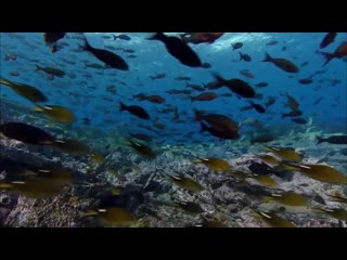 Подводный мир BBC 10 часов расслабляющих океанских пейзажей Коралловый риф