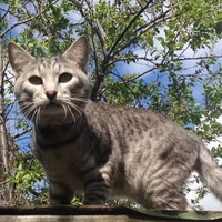 Владимир Викулов