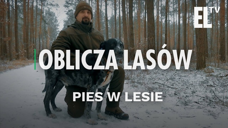 Pies w lesie, Oblicza lasów,