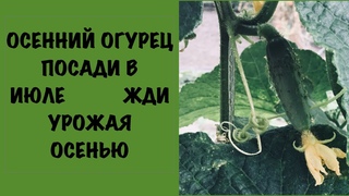 ОСЕННИЕ ОГУРЦЫ ПОСАДИ В ИЮЛЕ ПРОСТО ТАК НЕ ОЖИДАЯ УРОЖАЙ
