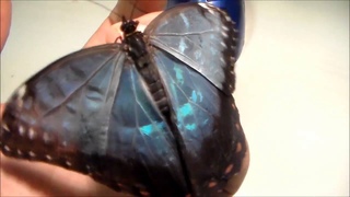 Голубая Морфо - Blue Morpho (Morpho Peleides)