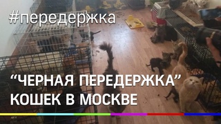 Освенцим для животных. Живодёрка морила котят голодом