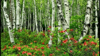 Мой край родной (стихи о природе, зима, весна, лето, осень, русские, красивые, короткие, добрые)