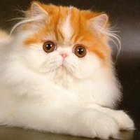 Максим Романов