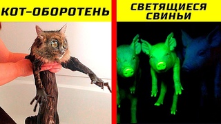 10 Жутких Животных, Которых Вывели Сами Люди