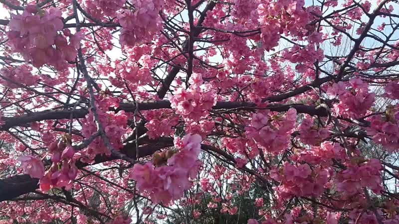 Видео от Semen