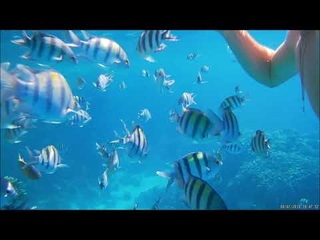 Шарм Эль Шейх  Пляж Фаршa  Рыбки