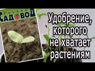 Удобрение, которого не хватает растениям