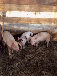 Золотой Телёнок - ферма в деревне Поджигородово