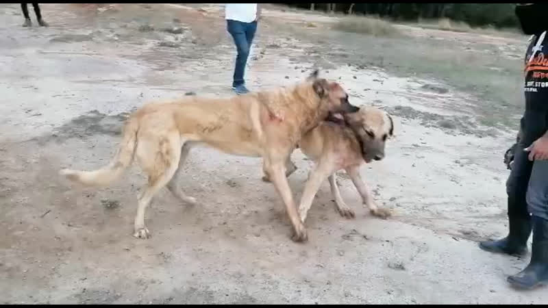 Şifo raca