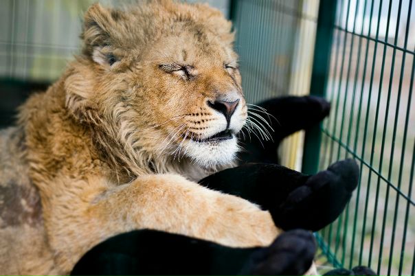 львенок симба сегодня