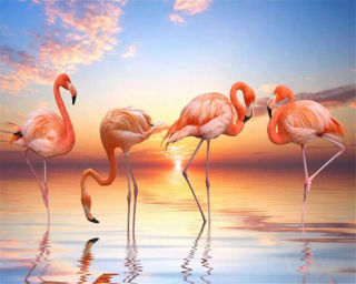 фламинго на рассвете. фламинго на закате. розовый фламинго закат. розовый фламинго закат. фламинго скетч.