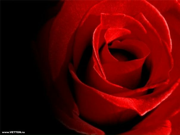 №1, Игорь Вульф №1, Игорь Вульф