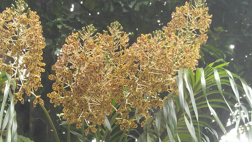 №5, Антон Андреев №5, Антон Андреев